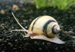 Asolene spixi - "mini Ampulárie"